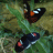 Mariposa Electrique